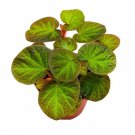 Begonia Manaus 4Ch Rhizomatous Rhizo Green Orange Brown Fuzzy Leaves