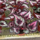 Fatal Attraction Begonia A 6Ch Pot Begonia Rex