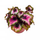 Cupid Begonia Rex 6Ch Spiral