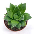 Haworthia Cymbiformis Cathedral Widow Rare Haworthia 3Ch Pot Well Rooted