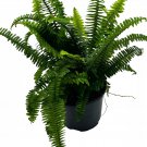 Boston Fern A 6Ch Pot Nephrolepis Exaltata