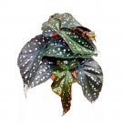 Nemesis Angel Wing Cane Begonia 6Ch Angel Wings Silver Tip