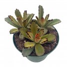 Chocolate Solider 4Ch Kalanchoe Tomentosa Velvet Panda Plush Plant