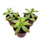 Coppertone Stonecrop 2Ch Set Of 3 Sedum Adolphi Garden Succulents Tiny Mini