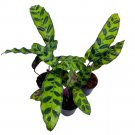 Calathea Rattlesnake 2Ch Set Of 3 Lancifolia Prayer Plant Tiny Mini Pixie Pla