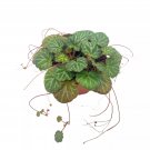 Strawberry Begonia 4Ch Saxifraga Stolonifera Rare H