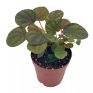 Peppermill Peperomia Frost 2Ch (Brownish) Emerald Ripple Pepper Caperata