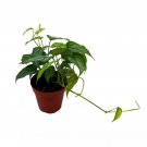 Monstera Siltepecana Silver Leaf Monstera 6Ch Pot