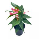 Anthurium Pink 6Ch Pot