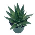 Gasteria Flow Haworthia Variegated Aloe Tiger Aloe Aloe Variegata White Spott