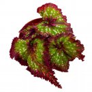 Mardi Gras Begonia Rex Pink Green White Dots