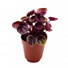 Peperomia Schumi Red 2Ch Red Ripple Pep Caperata