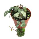 String Of Hearts Ceropegia Woodii 2Ch Pot Super Cute Great Plant Gift C