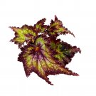 Star Dragon Begonia Rex 4Ch Purple With Green Spotty Jagged Leaf