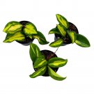 Hoya Exotica Krimson Princess 2Ch Set Of 3 Variegated Wax Plant Porcelain Flo