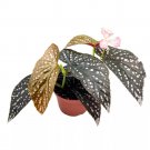 Prophecy Angel Wing 6Ch Cane Begonia Silver Tip White Polkadot Pin
