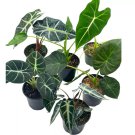 Alocasia Assortment Set 4Ch Pots 6 Different Alocasias Frydek Black Velve
