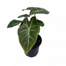 Alocasia Ebony 4Ch Jewel Alocasia X Amazonica Healthy