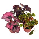 Begonia Rex Assortment Warm Colorful Summer 4Ch Set