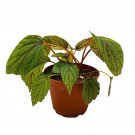 Abdullahpieei Begonia Abdullah Pieei Begonia Piee'S Beg