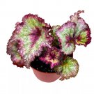 Reign Of Fire Begonia Rex 6Ch Purple Splash