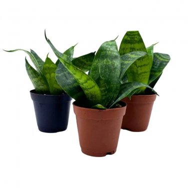 Black Robusta Snake Plant 2Ch Set Of 3 Green Striped Dwarf Rosette Sansevieri