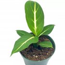 Dieffenbachia Green Magic 4Ch Striped Dumb Cane Oerstedii