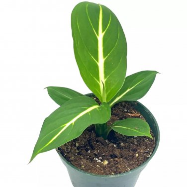 Dieffenbachia Green Magic 4Ch Striped Dumb Cane Oerstedii