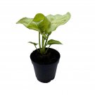 Syngonium Confetti Syngonium Podphyllum Hybrid Arrowhead Plant Arrowhead Vine