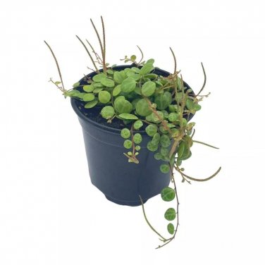 String Of Turtles Peperomia Prostrata Vining Plant Live A 4Ch Pot By Bu
