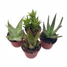 Aloe Assortment Aloe Vera Variety Set Of 4 4Ch Pots Barbados Cape Plant