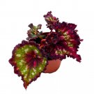 Dark Fantasy Begonia Rex 4Ch Lacy Lacerated Leaf
