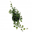 Creeping Fig Ficus Pumila Variegata Climbing Fig Creeping Ficus 4Ch Pot