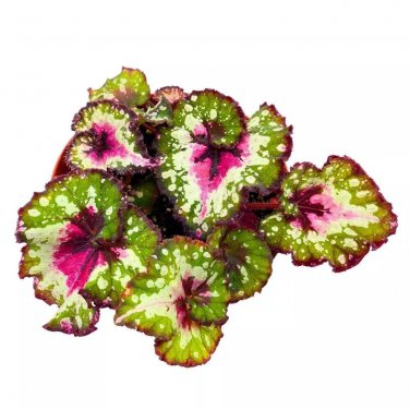 Crazy Love Begonia Rex 6Ch Pink Tail