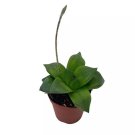Rare Haworthia Cathedral Widow Haworthia Cymbiformis