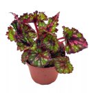 Multicolored Holographic Begonia Rex 4Ch Painted-Leaf