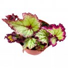 Fire Breathing Dragon Begonia Rex 6Ch