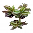 Tradescantia Silver Zebrina 2Ch Set Of 3 Grey Wandering Dude Pendula Spiderwo