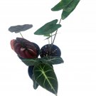 Jewel Alocasia Assortment 4Ch Set Of 3 Black Velvet Regal Shield Cuprea