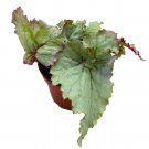 Silver Dragon Begonia Rex 4Ch White Gnarly