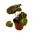Barsaloux'S Begonia Barsalouxiae 4Ch Rare Green Captivating Color