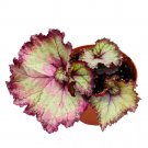 Pink Dreams Begonia Rex 4Ch Swirly Link Pink Spiral