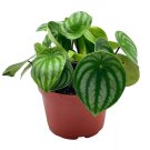 Watermelon Peperomia 6Ch Peperomia Argyreia (Sandersii) Water Melon Begonia