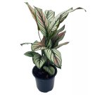 Calathea Majestica 4Ch Striped Pyjamas White Star