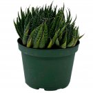 Gasteria Flow Aloe Haworthiodes Aloe Flow Ox-Tongue Cow-Tongue Lawyer'S Tong
