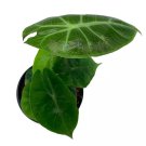 Alocasia Morocco Alocasia Reginu 4Ch Elephant Ear African Plant Clear Gre