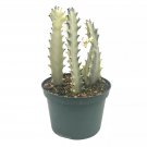Ghost Variegated Euphorbia Trigona White African Milk Tree Extremely Rare All