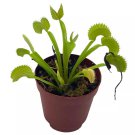 Carnivorous Plant 2Ch Pot Perennial Living Bug Catcher Tiny Mini Pixie Pl
