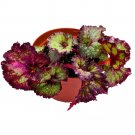 Puppy Love 6Ch Begonia Rex Gnarly Purple White Splash