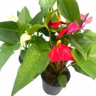 Colorful Anthurium Assortment 4Ch Set Of 3 Different Color Flowers Red Wh